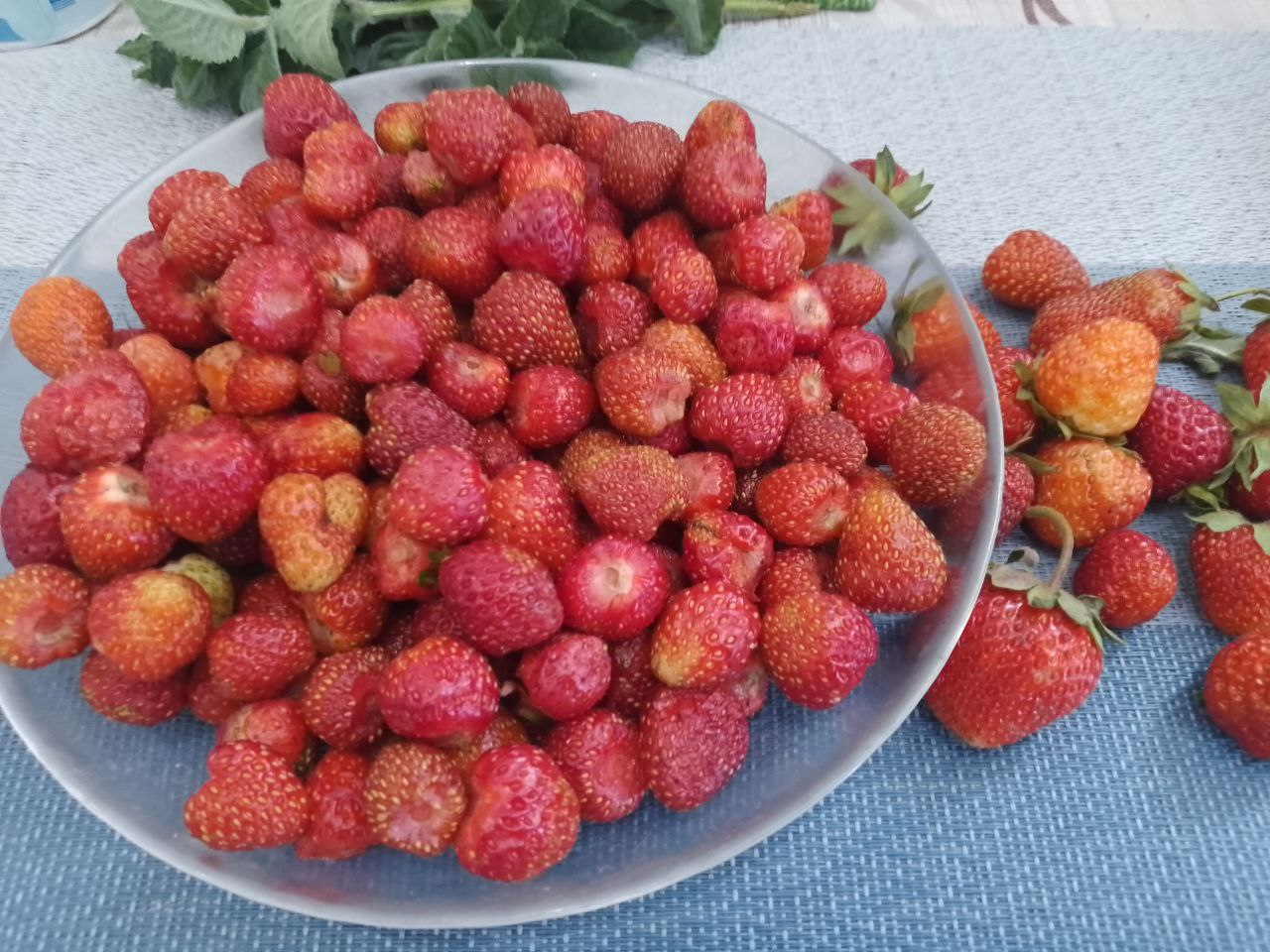 Kompot Iz Revenua S Klybnikoy 3